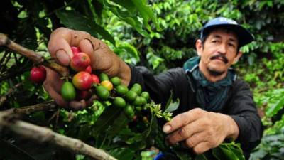 Los productores de café siguen preocupados por que las condiciones no parecen mejorar.