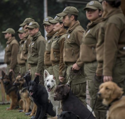 Dogs attend a training session at the Chilean police canine training school in Santiago, on October 09, 2018. - Two hundred dogs of different breeds, such as German Shepherd, Belgian Shepherd, Labrador, Golden Retriever and Swiss Shepherd, are trained at the training school located in the San Cristobal hill, a green lung in downtown Santiago. (Photo by Martin BERNETTI / AFP) / TO GO WITH AFP STORY BY MIGUEL SANCHEZ