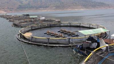 En El Cajón se concentra una buena parte de la producción de filete de tilapia del país. Foto: Yoseph Amaya.