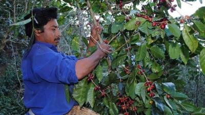 Entre los nueve países se exportaron 15.3 millones de sacos de 60 kilos de café.