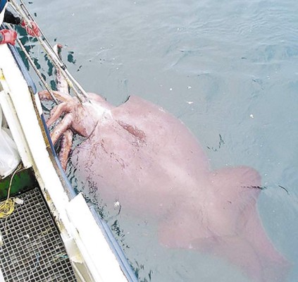 Descongelarán un calamar colosal