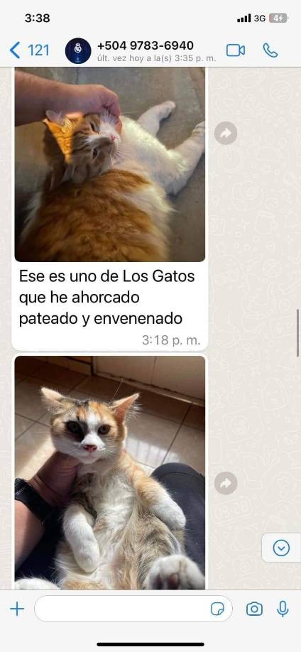 “Este es uno de los gatos que he ahorcado, pateado y envenenado”. 