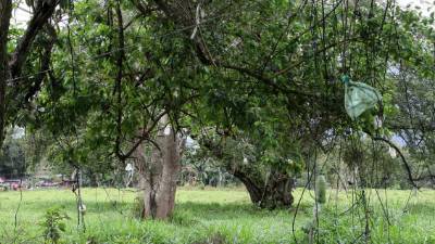 En Río Blanco muchas conexiones son ilegales, usan el cerco de un potrero para llevar energía a varias casas.