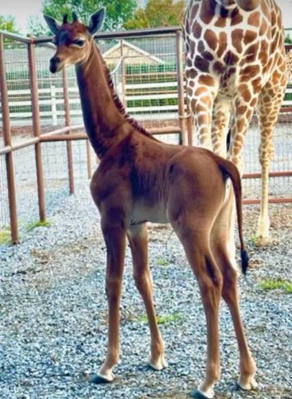 El zoológico ha visto el nacimiento de esta extraña jirafa como una oportunidad para enfocarse en la conservación de la especie.