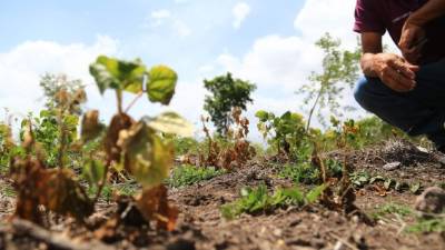 Como parte de las medidas para enfrentar los efectos por la sequÃ­a en el paÃ­s, el presidente Juan Orlando HernÃ¡ndez entregÃ³ ayer 1,100 bolsas solidarias a pobladores del municipio de Guajiquiro, La Paz.La entrega tuvo como escenario la aldea Santa Rosita,donde las familias de 43 comunidades fueron asistidaspor el mandatario con una bolsa de alimentos deprimera necesidad.