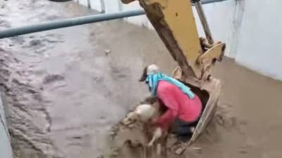 Los operarios se felicitaron tras el rescate y decidieron hacer una colecta para llevar al animal al veterinario y hacerle una revisión completa.