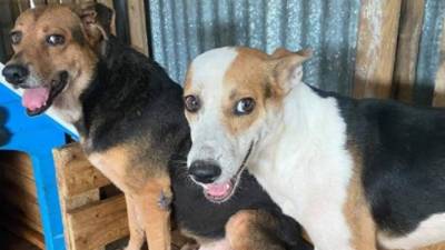 El evento lleva por nombre ‘Patitas a la Obra’.