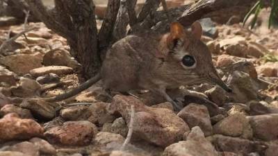 La musaraña elefante de Somalia.