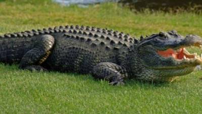 Los caimanes son muy peligrosos.