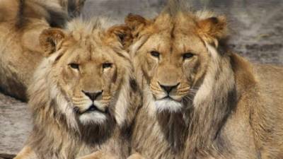 Tanzania sacó a 36 leones del parque nacional de Serengeti.