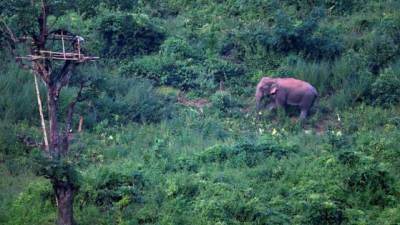 Un elefante salvaje desciende de las colinas en busca de alimento en Kamrup.