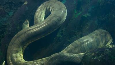 El video causa alto impacto en las redes sociales.