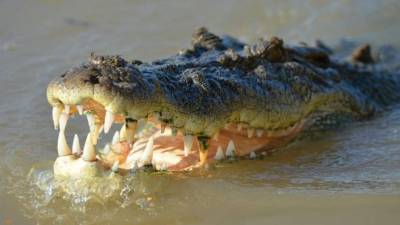 Imagen de referencia.