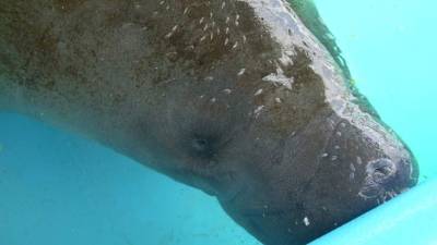 Autoridades ya habían alertado de que la rápida extinción de los pastos marinos estaba causando la desnutrición y una mortandad sin precedentes del manatí de Florida.