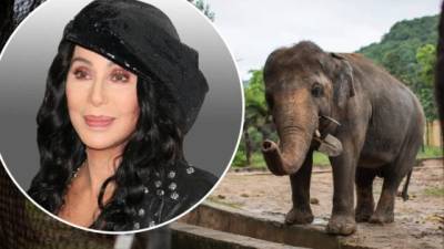 La cantante Cher y el elefante Kaavan.