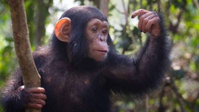 Imagen referencial de un simio.