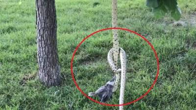 El video viral ganó popularidad en YouTube.