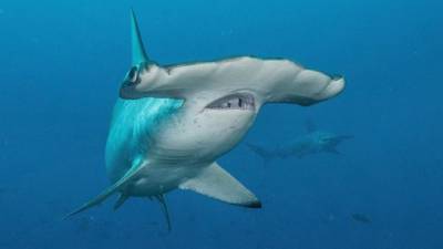 Fotografía sin fecha cedida por Pelayo Salinas de la Fundación Charles Darwin.