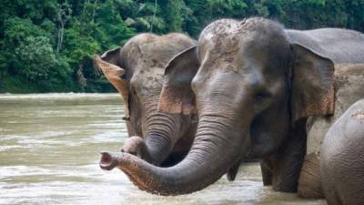 Elefantes de Sumatra.