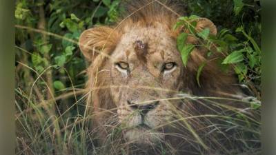 Un lleón escondido en el sector de Ishasha, en el Parque Nacional de la Reina Isabel, localizado en el suroeste de Uganda. (EFE).