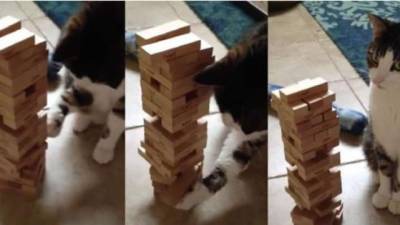 Un gato llamado Moe tiene la extraordinaria habilidad de jugar 'Jenga'. Foto cortesía aztecanoticias.com.mx