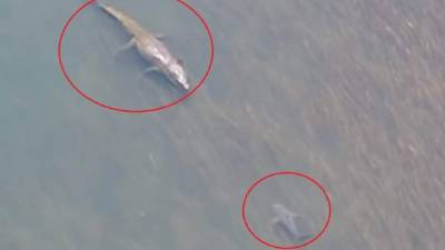 El video viral causa impacto en YouTube.