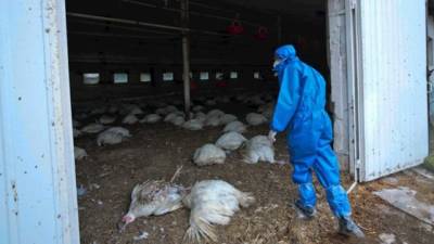 Las autoridades rusas dijeron que habían detectado el primer caso humano de gripe aviar altamente contagiosa H5N8 después de que siete personas dieron positivo al virus H5N8 en una granja avícola en el sur de Rusia. Foto: EFE