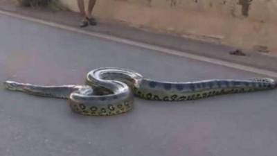 El video viral de la anaconda causa furor en YouTube y otras redes sociales.