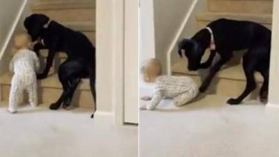 El tierno video se publicó en Twitter.