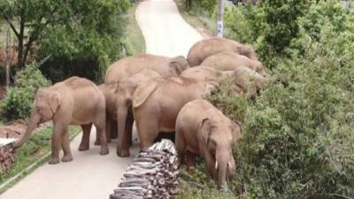 Los elefantes salvajes están protegidos en China.