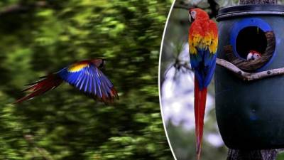 'Lenca' y 'Lempira' aletean en su nido, entrenando para alzar su primer vuelo. Son parte de un ambicioso proyecto en el noroeste de Honduras para repoblar Centroamérica de guacamaya roja, el ave más venerada por los mayas. AFP
