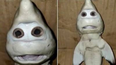 Imagen del tiburón con 'rostro humano'.