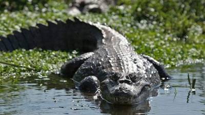 Se trata de una especie en peligro de extinción.