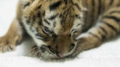 Una cría hembra de tigre de bengala.