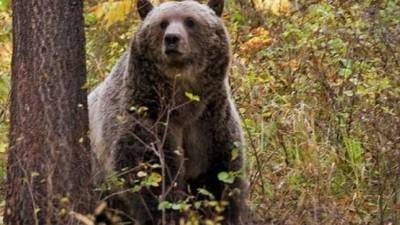 Un oso pardo en la imagen.
