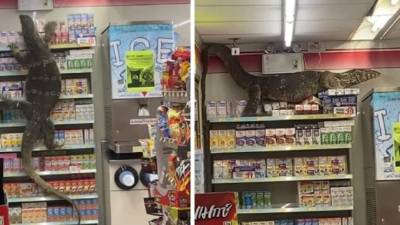 El lagarto trató de subirse a un estante. (Facebook)