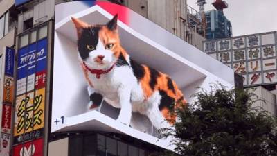 El felino puede ser visto en el barrio de Shinjuku.