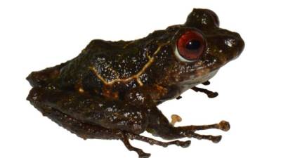 Fotografía cedida que muestra una nueva especie de rana terrestre.