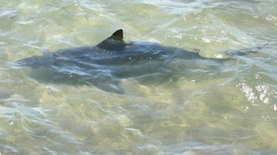 Tras el ataque el hombre pudo nadar hasta la orilla.