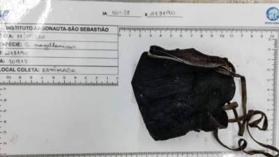 La mascarilla N95 extraída de un pingüino que murió en Brasil.