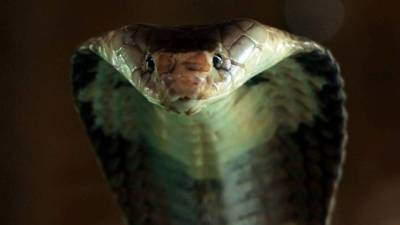 La imagen de la extraña cobra se viralizó en las redes.