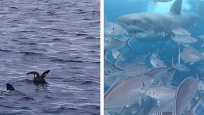 El video viral se compartió en Instagram.