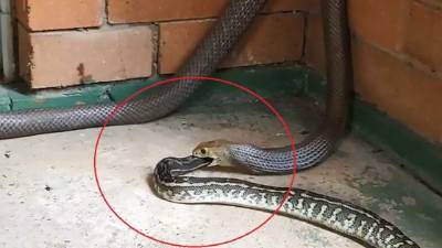 El video fue publicado por National Geographic.