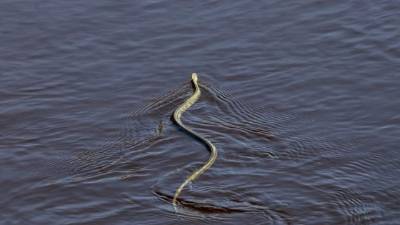 El video original fue subido a Instagram.