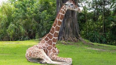 Pongo, una jirafa macho de casi 12 años y una altura de 16 pies.