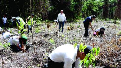 La meta de la iniciativa es plantar 6,000 árboles en tres puntos de la ciudad.
