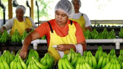 Trabajadora de una finca bananera en Honduras.