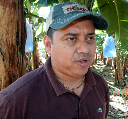 Bananeros esperan repunte de 1.6 millones de cajas en 2014