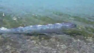 El pez remo gigante generalmente se encuentra a profundidades de hasta 950 metros, pero este ejemplar fue visto nadando en aguas poco profundas del Mar de Cortés en México.