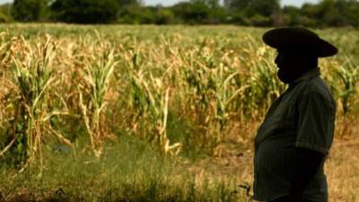 El sector agrícola salvadoreño puede verse perjudicado por la falta de precipitaciones.